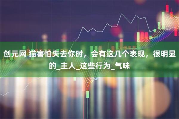 创元网 猫害怕失去你时，会有这几个表现，很明显的_主人_这些行为_气味